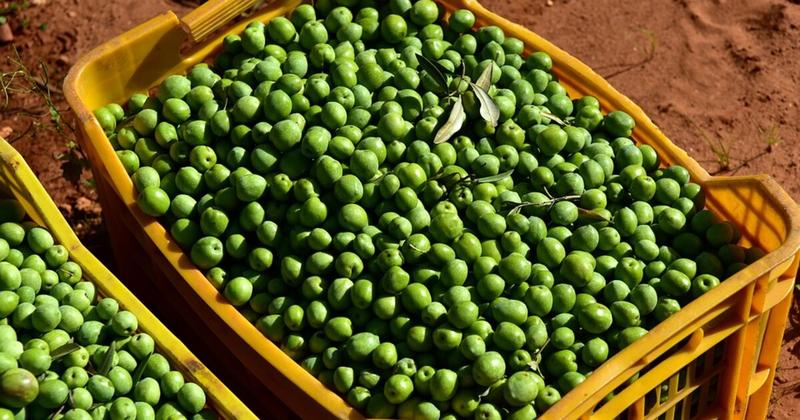 Παρατείνεται η εφαρμογή του ψηφιακού δελτίου για τον ελαιόκαρπο Παρατείνεται η εφαρμογή του ψηφιακού δελτίου για τον ελαιόκαρπο