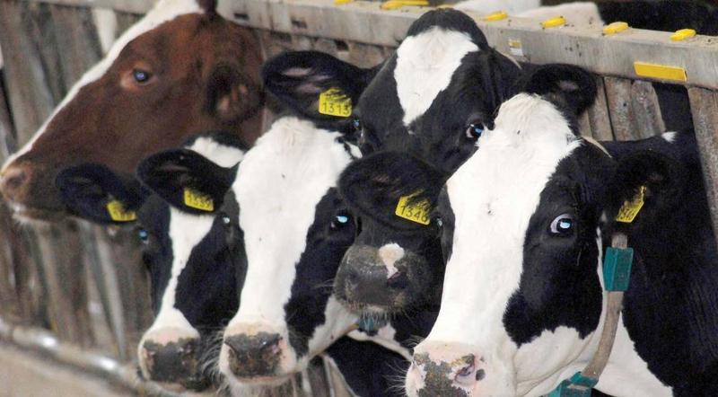 Počela javna rasprava o Nacrtu zakona o hrani za životinje