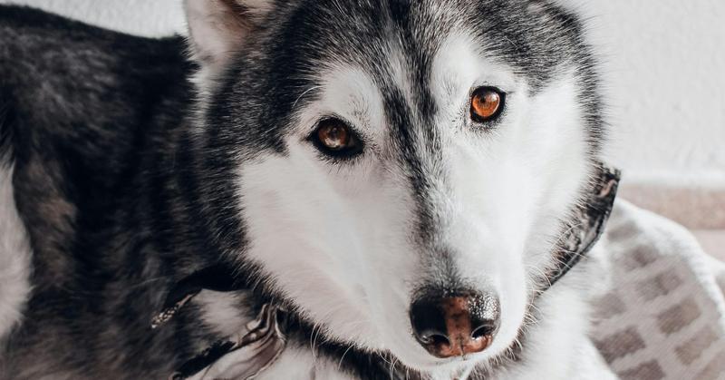 A New Checklist Helps You Choose a Healthy Dog