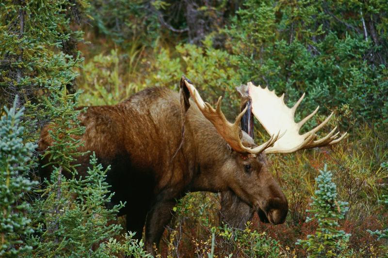 Milder winters, more parasites: Are moose at risk from winter ticks?