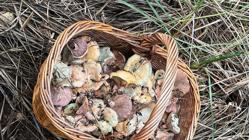 Los ‘esclatasangs’ y la vida