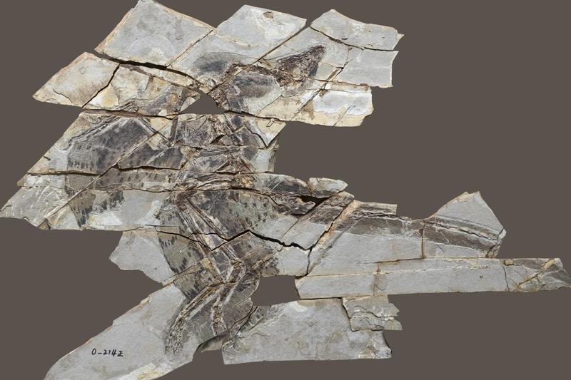 New Israeli fossil research shows some winged dinosaurs lost ability to fly