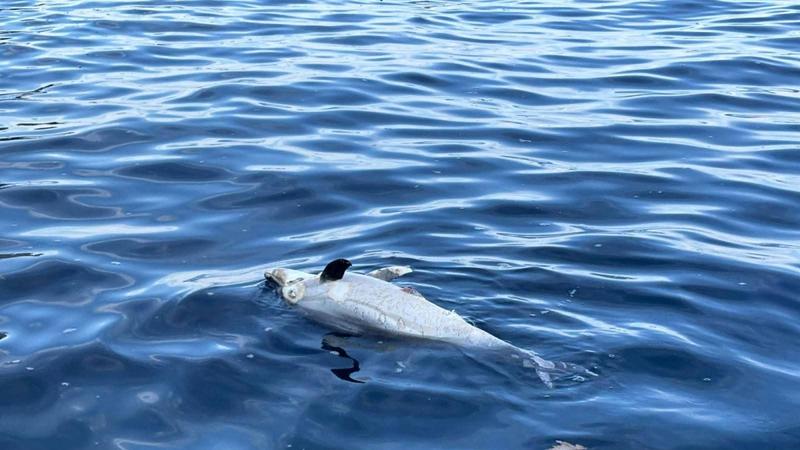 Un delfino morto nelle acque di Punta Campanella: la Asl avvia esamiÂ per stabilire le cause