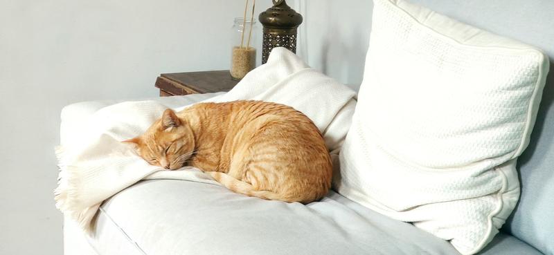 Is your dog or cat getting old? These simple gestures could help them live longer and happier lives