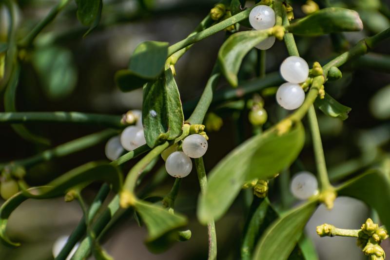 Why mistletoe is thriving, even as its traditional orchards are lost