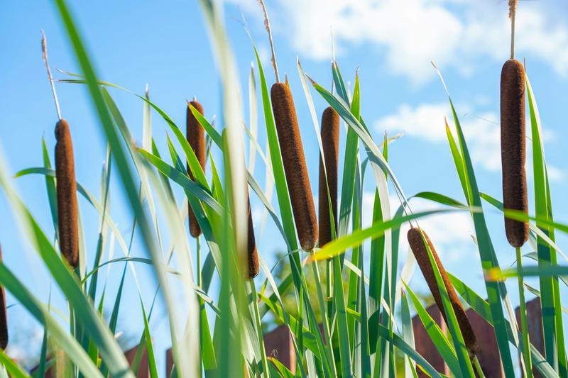 Your next puffer jacket could be made from bullrushes, as carbon-storing peat farming takes off