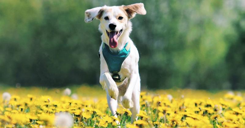 A Simple Daily Practice of Happiness