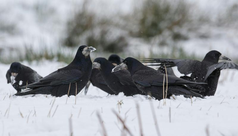 Humans aren’t the only animals that gather to hunker down together at Christmas