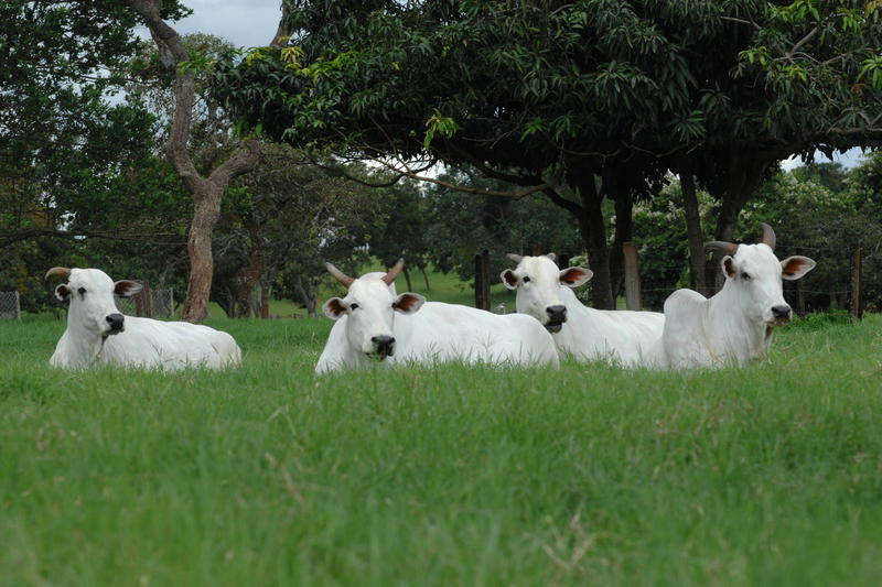 Brasil desbanca EUA e é líder mundial na produção de carne bovina