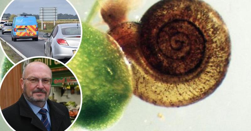 Huge boost for Acle Straight dualling after success of project to move snails