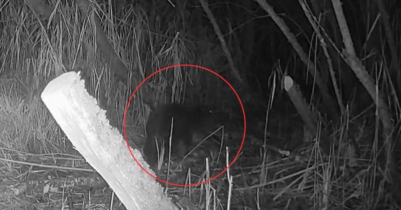 Footage shows rare sighting of Norfolk's first wild beaver in centuries
