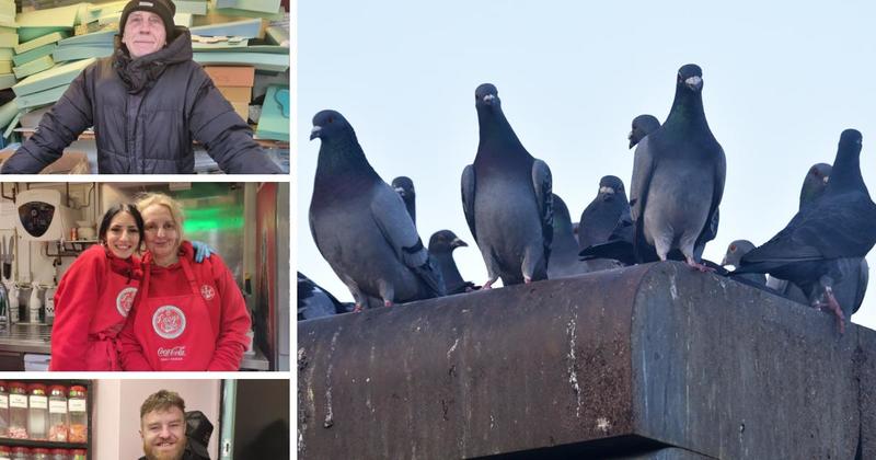 'Stop feeding the birds!' Market traders call for pigeon feeders to be fined