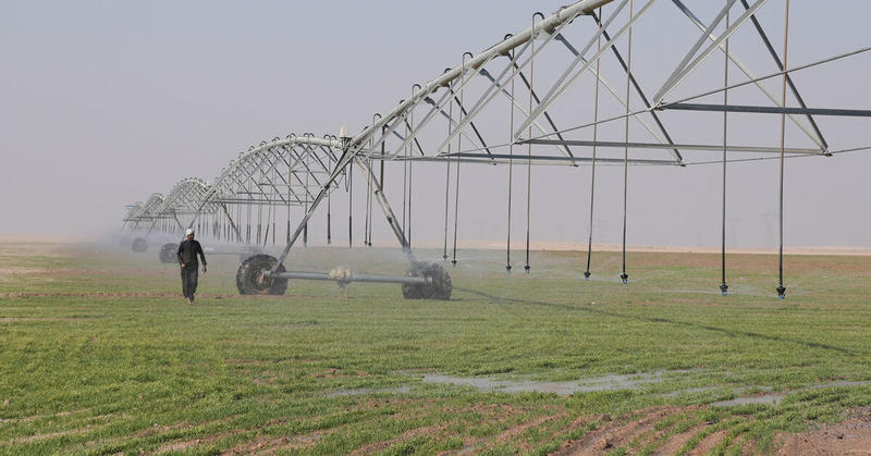 Iraq's dreams of wheat independence dashed by water crisis
