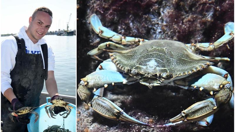 “Il business del granchio blu? Un flop: tanti sull’orlo del fallimento, chi resiste scommette solo sulla speranza”