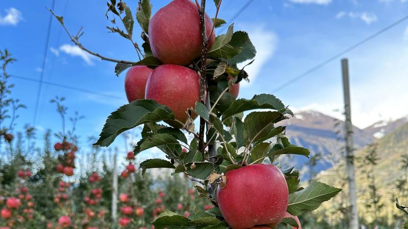 Arriva nei negozi la mela Bernina, nata da un progetto dell’università di Bologna