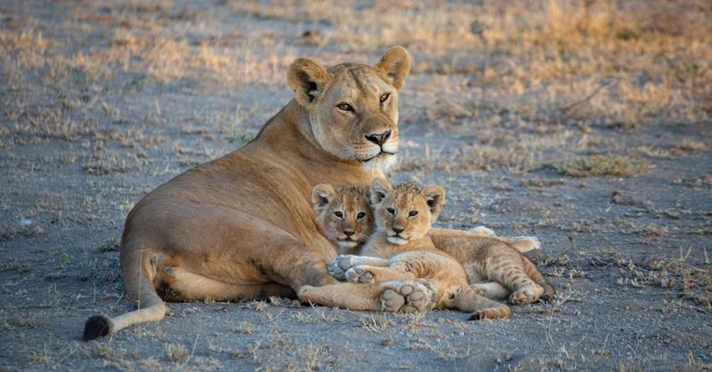 Gaslighting Doesn’t Break the Weak: It Disorients the Strong