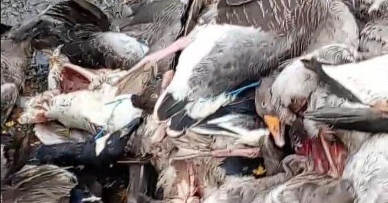 31 dead birds found dumped on side of road