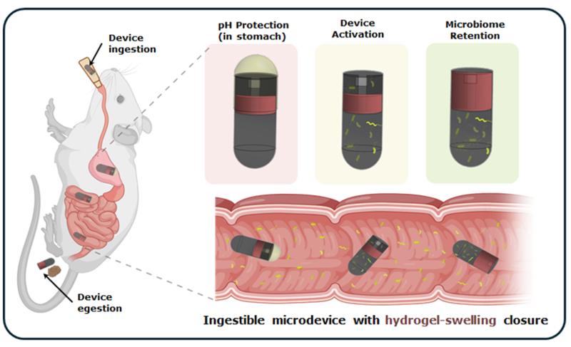 IIT Delhi, AIIMS develop swallowable device for collecting microbial samples