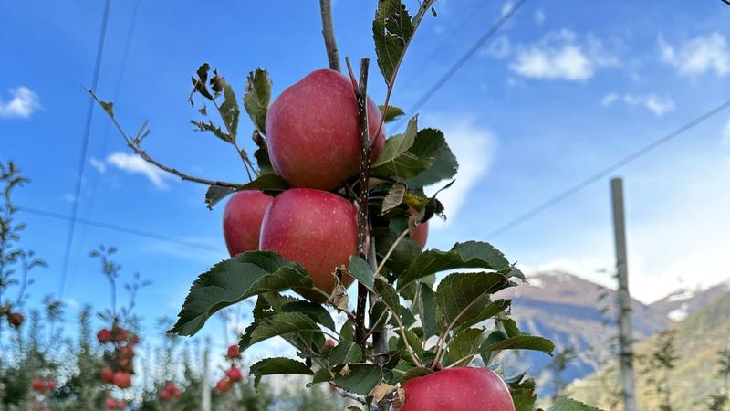 Alla scoperta della mela Bernina, il frutto creato per Milano-Cortina 2026