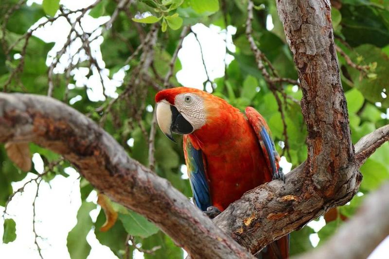 Inicia campaña formativa en protección de la fauna silvestre en Venezuela