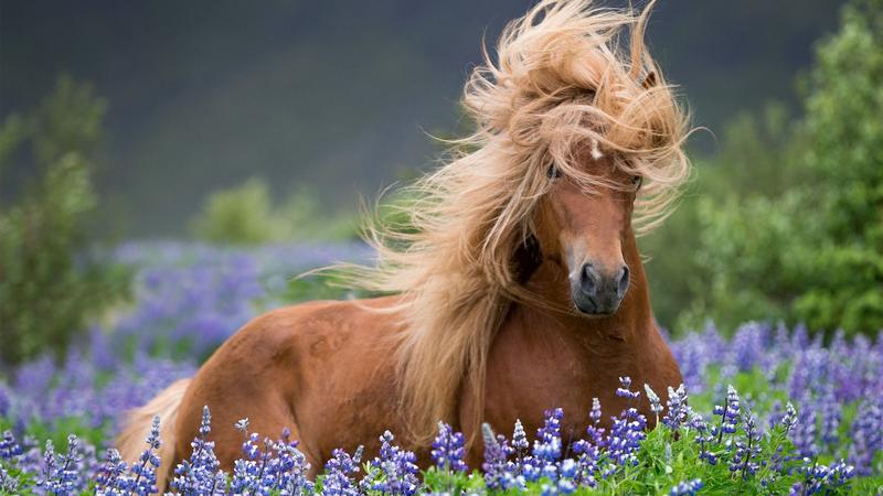 Biodiversität | Lupinen auf Island: Sie blüht hier nur für Instagram
