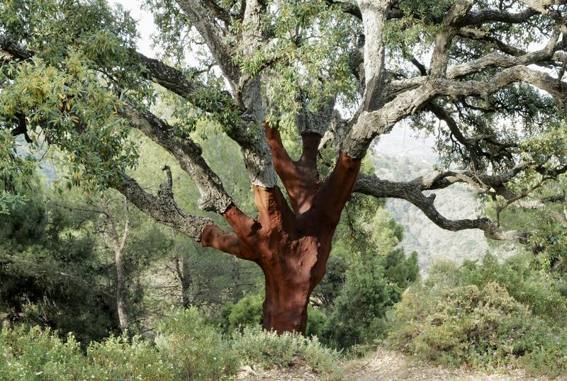Le chêne-li ège, un arbre victime de la surexploitation de ses forêts comme de leur abandon