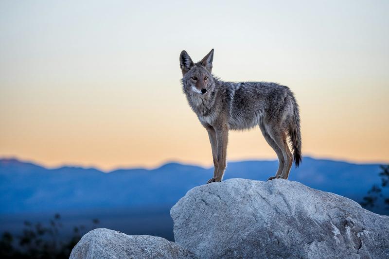With wolves absent from most of eastern North America, can coyotes replace them?