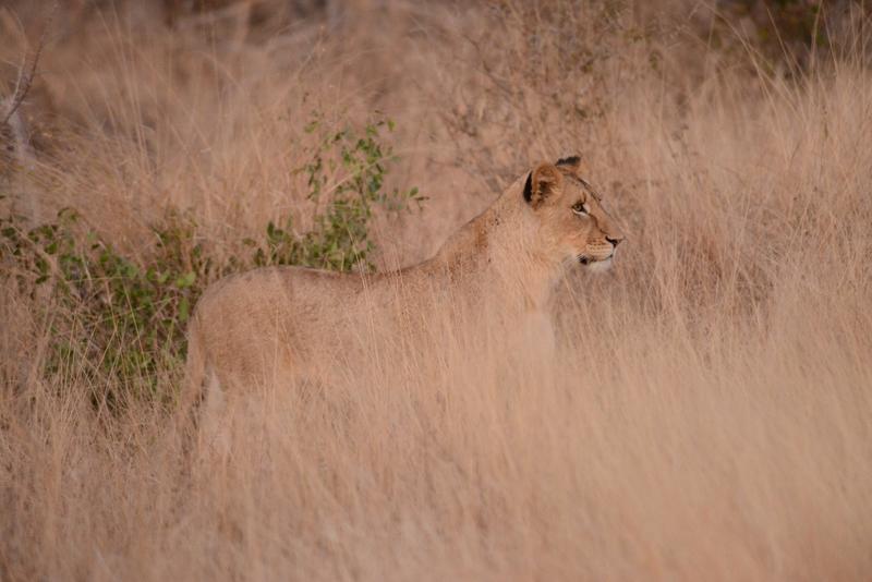 Más depredadores de lo esperado: la pirámide de la biodiversidad es más bien un cuadrado