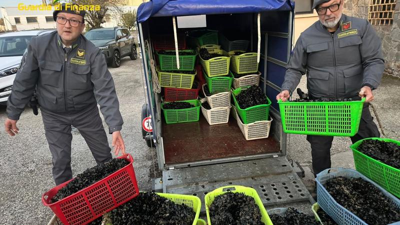 Cozze e vongole nocive per la salute: sequestro di oltre 1500 chili di molluschi e maxi multa