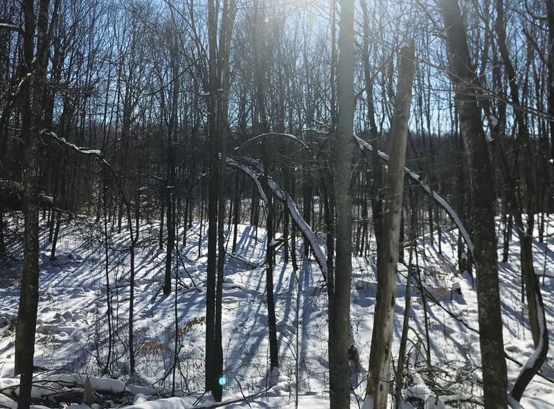 Like a winter forest, God draws the truth from us