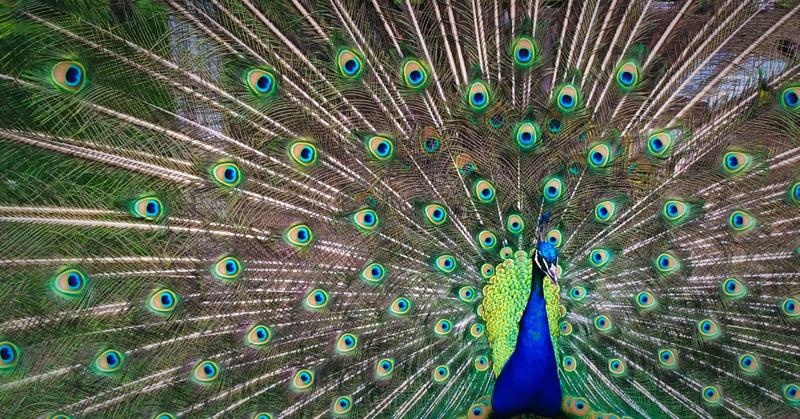 When Big Ego Is Our Partner