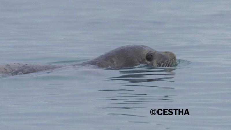 Foca monaca davanti al porto di Marina di Ravenna: è lo stesso esemplare già fotografato?