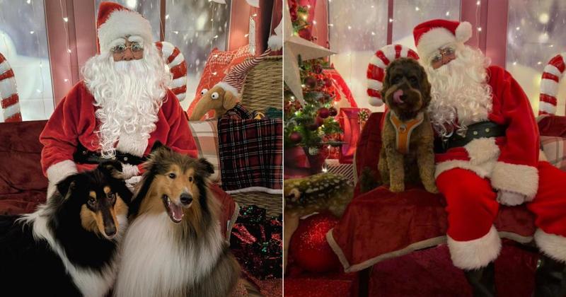 More than 100 dogs meet Santa at garden centre grotto More than 100 dogs meet Santa at garden centre grotto