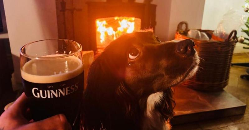 Should dogs be banned from pubs at Christmas? I can see arguments for both actually