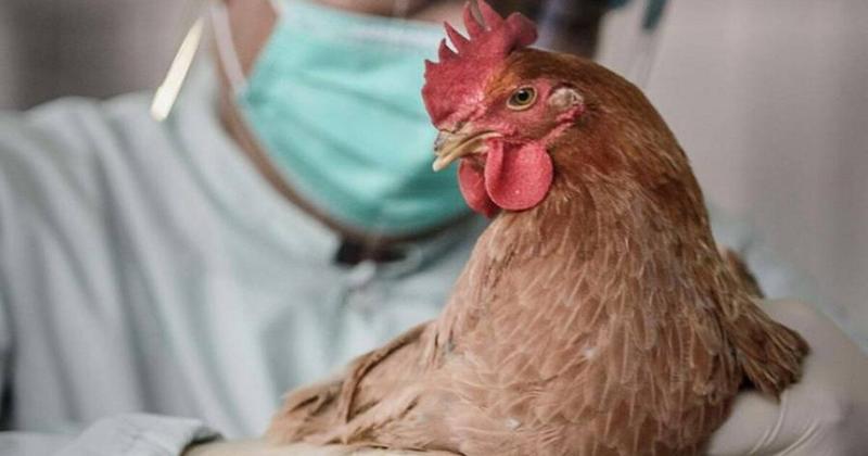 Εφιαλτικό σενάριο: Πώς η γρίπη των πτηνών θα μπορούσε να μεταδοθεί στον άνθρωπο Εφιαλτικό σενάριο: Πώς η γρίπη των πτηνών θα μπορούσε να μεταδοθεί στον άνθρωπο