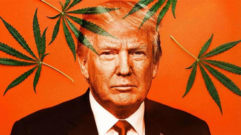 Trump Orders the 'Expeditious' Reclassification of Marijuana