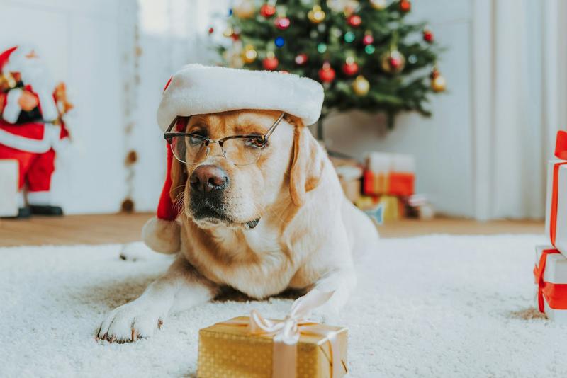 Le cadeau sous le sapin : ce qu’il dit de notre lien avec nos chiens