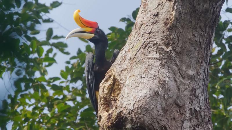 Island of the hornbills