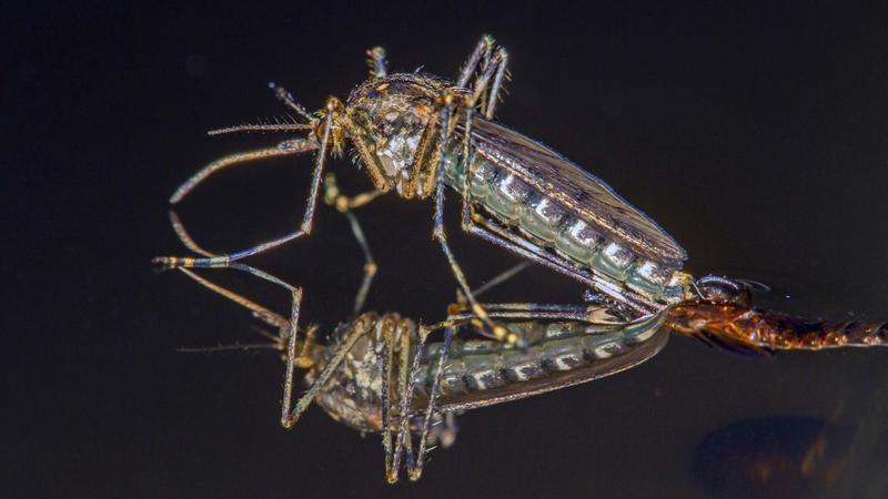 Mückenalarm auf Island