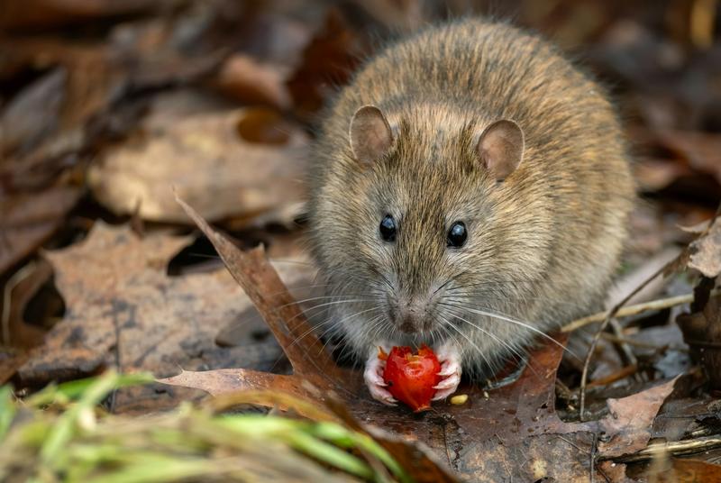I study rat nests − here’s why rodents make great archivists