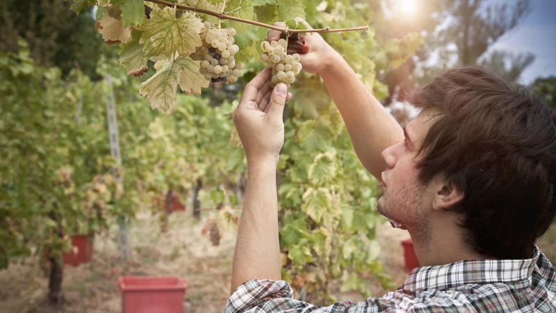 La rivoluzione del Salento che riscrive il futuro del vino