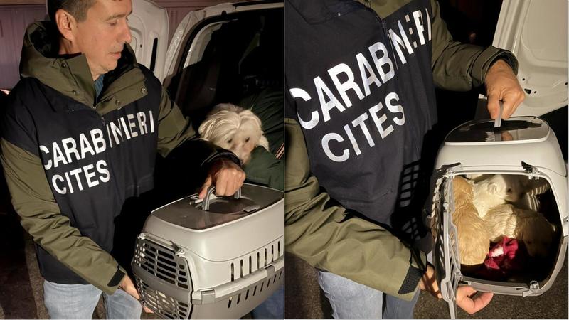 Cuccioli di Maltipoo venduti illegalmente online: verranno accolti da famiglie selezionate