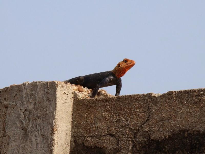 The Right Chemistry: The most colourful lizard in the world is finicky about its pizza order