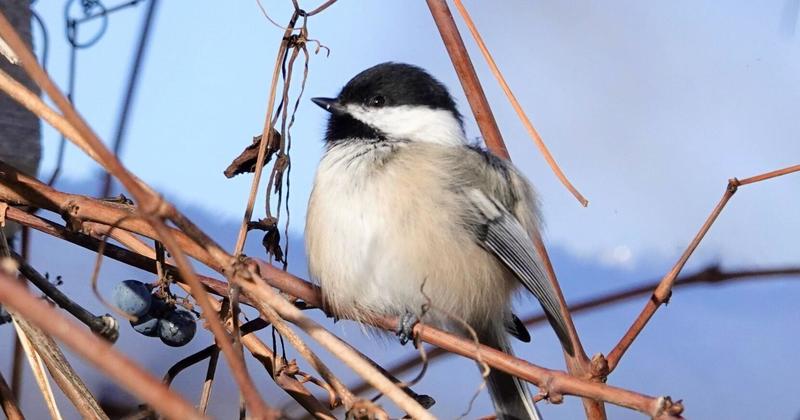 Enduring the long night: Nature’s quiet Christmas miracles