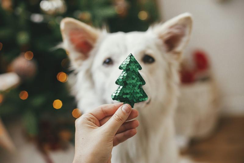 Why you should spend more time with a dog this Christmas