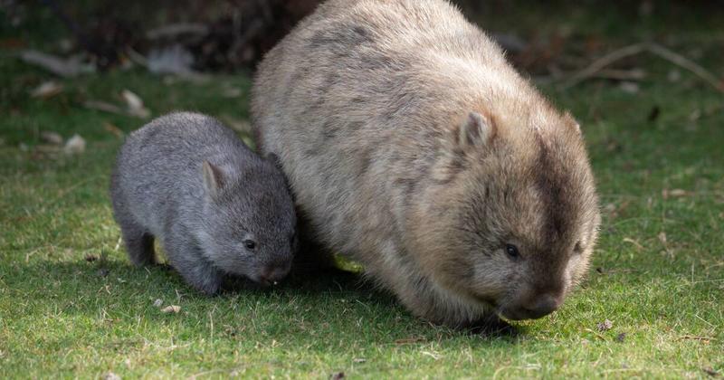 The recent report on wombats in the ACT is nonsense - so much so, it's not worth refuting point by point The recent report on wombats in the ACT is nonsense - so much so, it's not worth refuting point by point