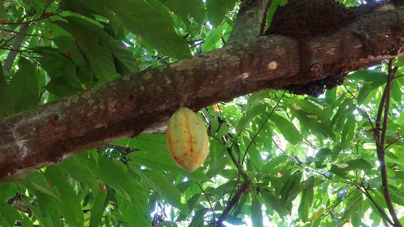 Gute Nachricht aus dem Regenwald