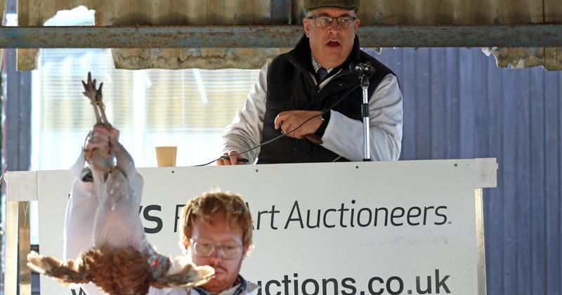 Bidders battle for traditional turkeys at Christmas poultry sales Bidders battle for traditional turkeys at Christmas poultry sales