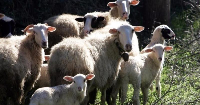 ΥΠΑΑΤ: Αναστολή μέτρων αναγκαστικής εκτέλεσης για κτηνοτρόφους που πλήττονται από την ευλογιά των αιγοπροβάτων