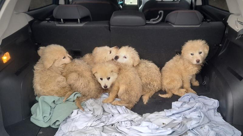 “Ho trovato questi sei cuccioli”. Ma ad abbandonarli è stata lei: incastrata dalle telecamere